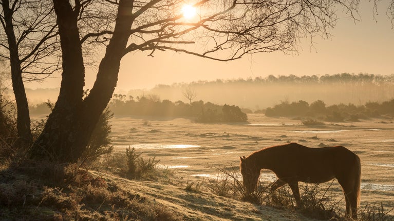Sunrise over New Forest, pony grazing in foreground, heathland and trees beyond.